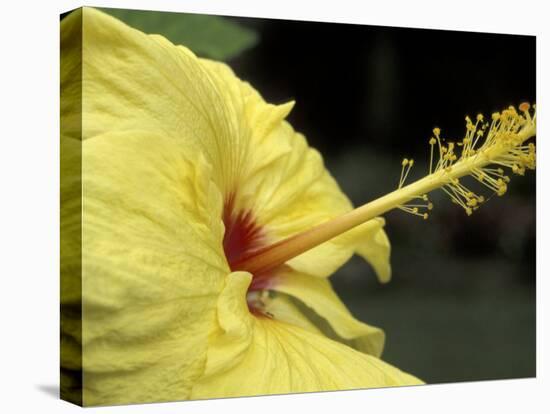 Hibiscus, Maui, Hawaii, USA-Darrell Gulin-Premier Image Canvas