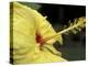 Hibiscus, Maui, Hawaii, USA-Darrell Gulin-Premier Image Canvas