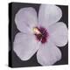 Hibiscus Portrait I-Tim OToole-Stretched Canvas