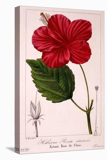 Hibiscus Rosa-Sinensis, 1836-Pancrace Bessa-Premier Image Canvas