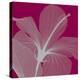 Hibiscus/Silver-Steven N^ Meyers-Stretched Canvas