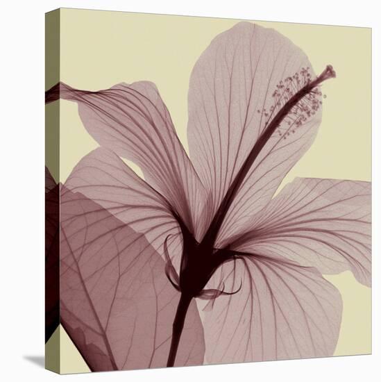 Hibiscus (small)-Steven N^ Meyers-Stretched Canvas