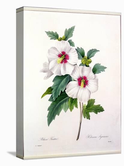 Hibiscus Syriacus, Engraved by Bessin, from 'Choix Des Plus Belles Fleurs', 1827-Pierre-Joseph Redouté-Premier Image Canvas