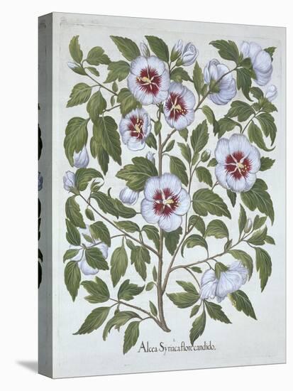 Hibiscus Syriacus, from 'Hortus Eystettensis', by Basil Besler (1561-1629), Pub. 1613 (Hand-Coloure-German School-Premier Image Canvas