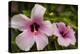 Hibiscus Tropical Flowers, Roatan, Honduras-Lisa S. Engelbrecht-Premier Image Canvas