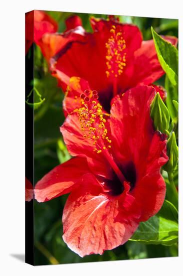 Hibiscus, Tunisia-Nico Tondini-Premier Image Canvas