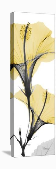 Hibiscus Yellow-Albert Koetsier-Stretched Canvas