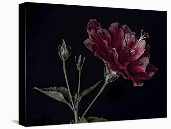 Hibiscus-Lori Hutchison-Premier Image Canvas