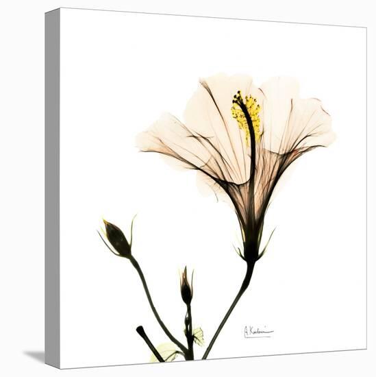 Hibiscus-Albert Koetsier-Premier Image Canvas