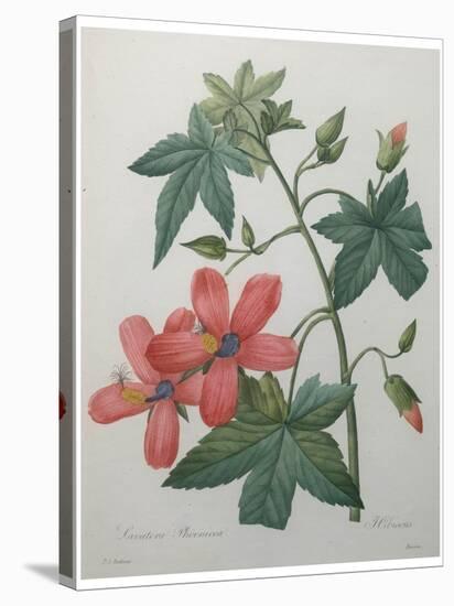 Hibiscus-Pierre-Joseph Redoute-Stretched Canvas