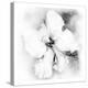 Hibiscus-Maria Trad-Premier Image Canvas