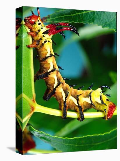 Hickory Horned Devil Caterpillar, USA-David Northcott-Premier Image Canvas