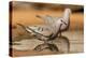 Hidalgo County, Texas. Common Ground Dove Drinking-Larry Ditto-Premier Image Canvas