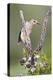 Hidalgo County, Texas. Golden Fronted Woodpecker in Habitat-Larry Ditto-Premier Image Canvas