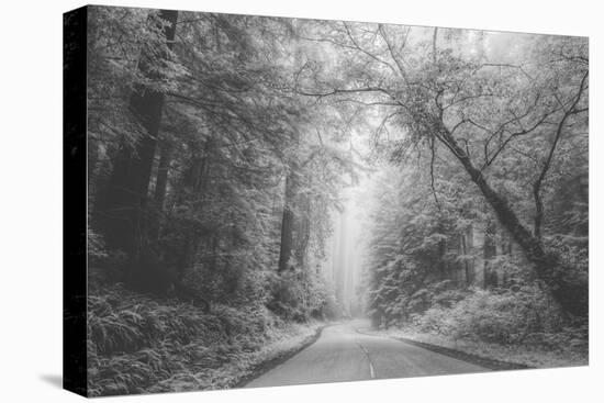 Hidden Coastal Highway, Redwood Coast California-Vincent James-Premier Image Canvas