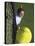 High Angle View of a Man Hitting a Tennis Ball-null-Premier Image Canvas