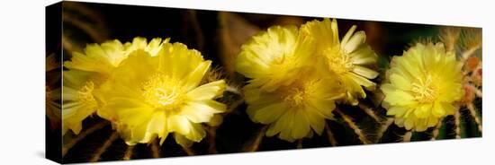 High Angle View of Cactus Flowers-null-Stretched Canvas