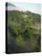 High Angle View of Rainforest-Murray Louise-Premier Image Canvas