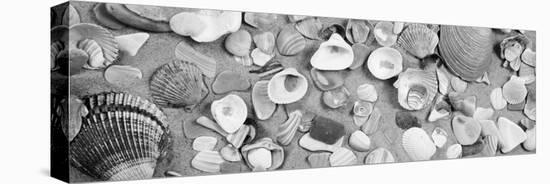High Angle View of Seashells-null-Stretched Canvas
