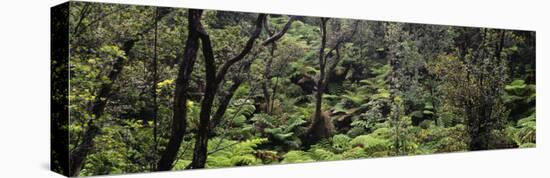 High Angle View of Trees in a Rainforest, Hawaii Volcanoes National Park, Hawaii, USA-null-Premier Image Canvas