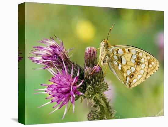 High Brown Fritillary Butterfly on Thistle, UK-Andy Sands-Premier Image Canvas
