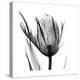 High Contrast Tulip-Albert Koetsier-Stretched Canvas