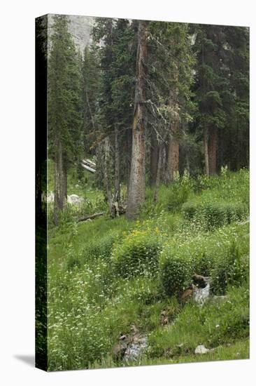 High Meadow Along the Trampas Lakes Trail in the Pecos Wilderness, Sangre De Cristo Mountains-null-Premier Image Canvas