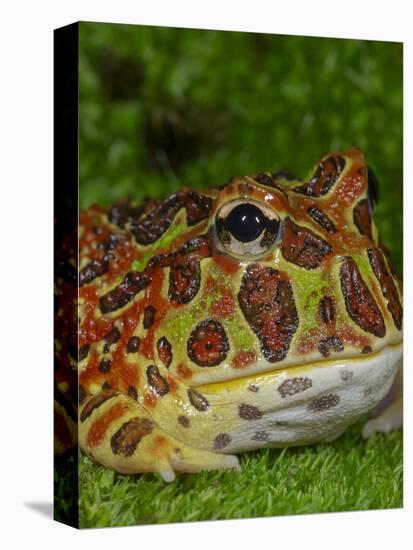 High Red Ornate Pacman Frog, Ceratophrys ornate, controlled conditions-Maresa Pryor-Premier Image Canvas