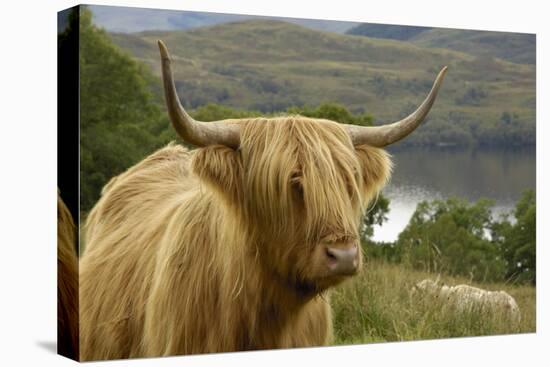 Highland Cattle Above Loch Katrine, Loch Lomond and Trossachs National Park, Stirling, Scotland, UK-Gary Cook-Premier Image Canvas