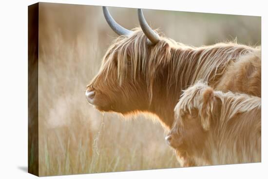 Highland Cattle Adult with Young-null-Premier Image Canvas
