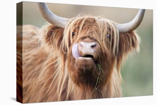 Highland Cattle Chewing on Grass-null-Premier Image Canvas