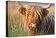 Highland Cattle Chewing on Grass-null-Premier Image Canvas