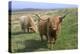 Highland Cattle Grazing on Dartmoor, Dartmoor National Park, Devon, England, United Kingdom, Europe-James Emmerson-Premier Image Canvas