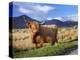 Highland Cattle, Isle of Mull, Inner Hebrides, Scotland, Uk-Patrick Dieudonne-Premier Image Canvas