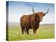 Highland Cattle, Isle of Skye, Scotland, United Kingdom, Europe-Nick Servian-Premier Image Canvas