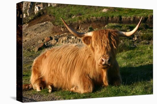 Highland Cattle, Scotland-Peter Thompson-Premier Image Canvas