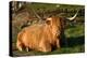 Highland Cattle, Scotland-Peter Thompson-Premier Image Canvas