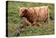 Highland Cattle, Scotland-Peter Thompson-Premier Image Canvas