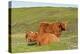 Highland Cattle Two Adults of Which One Is Resting-null-Premier Image Canvas