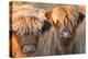 Highland Cattle-null-Premier Image Canvas