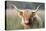 Highland Cattle-null-Premier Image Canvas