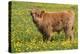 Highland Cattle-null-Premier Image Canvas