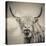 Highland Cattle-Mark Gemmell-Premier Image Canvas