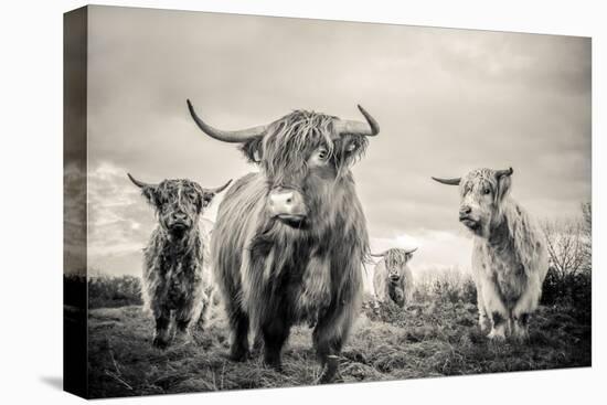 Highland Cattle-Mark Gemmell-Premier Image Canvas