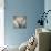 Highland Cattle-Mark Gemmell-Stretched Canvas displayed on a wall