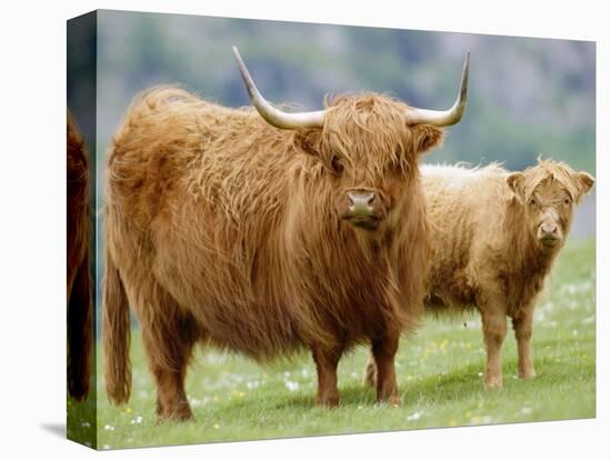 Highland Cow and Calf, Strathspey, Scotland, UK-Pete Cairns-Premier Image Canvas