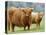 Highland Cow and Calf, Strathspey, Scotland, UK-Pete Cairns-Premier Image Canvas