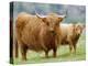Highland Cow and Calf, Strathspey, Scotland, UK-Pete Cairns-Premier Image Canvas