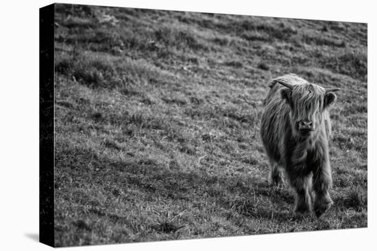 Highland Cow Calf in the Wind-Nathan Larson-Premier Image Canvas