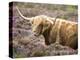 Highland Cow Grazing Among Heather Near Drinan, on Road to Elgol, Isle of Skye, Highlands, Scotland-Lee Frost-Premier Image Canvas